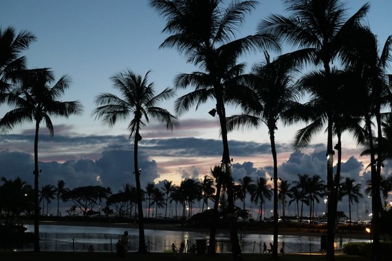 Palmtree_night2019
