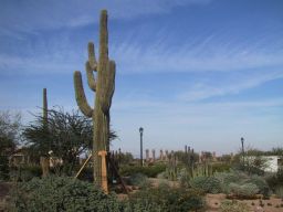 sIMG_0100_cactus.jpg