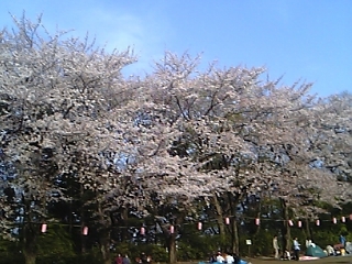 sakura1.JPG